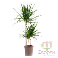Dracaena Marginata 3рр 24/120