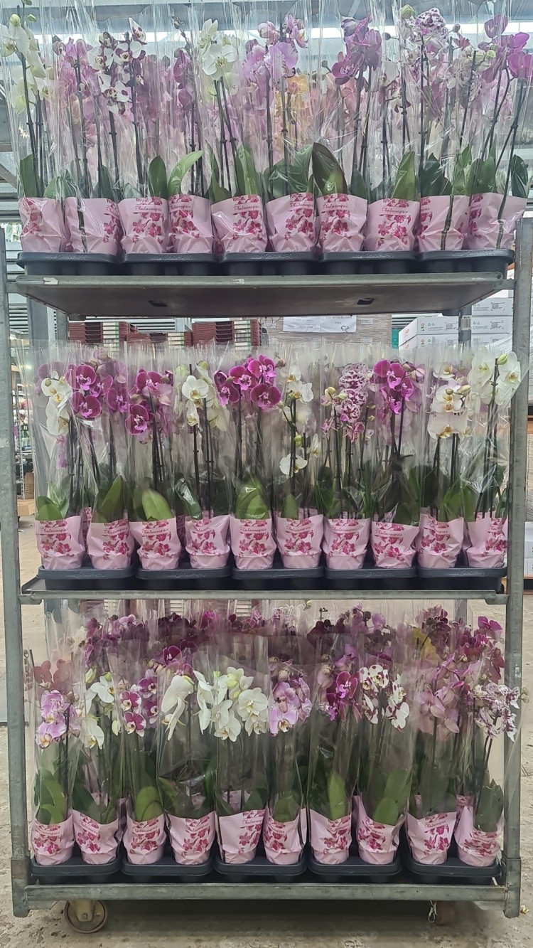 Phal A2 2-tak Levo Mix 12/55