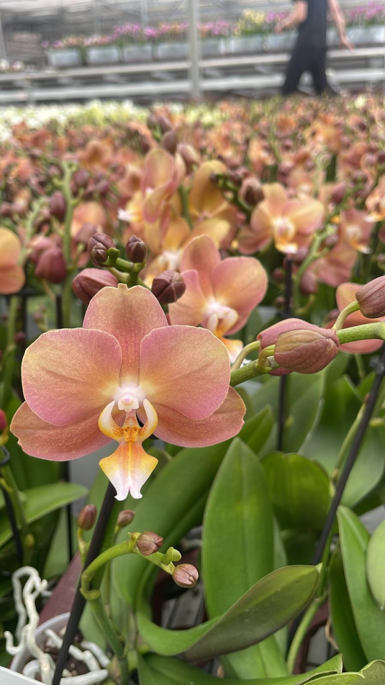 Phal 1-tak Opti-flor White Multi 7/25