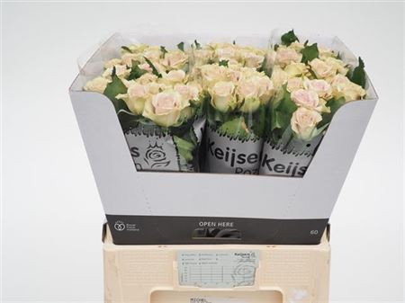 Rose Flirt 60 sm