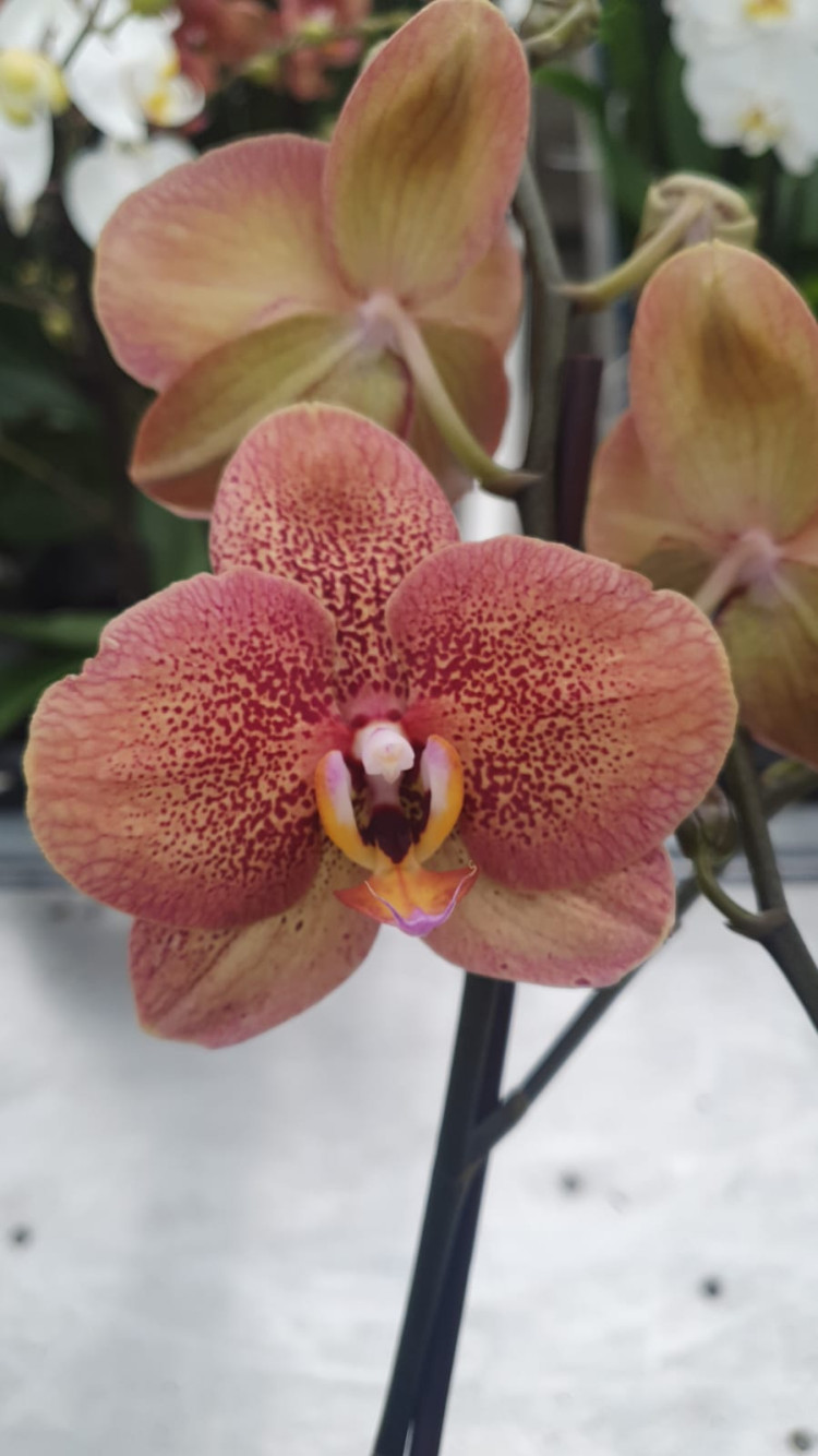 Phal 2-tak Tourlon 12/60