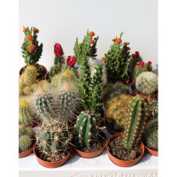 Cactus Opuntia Mix (ca8015) 508/20