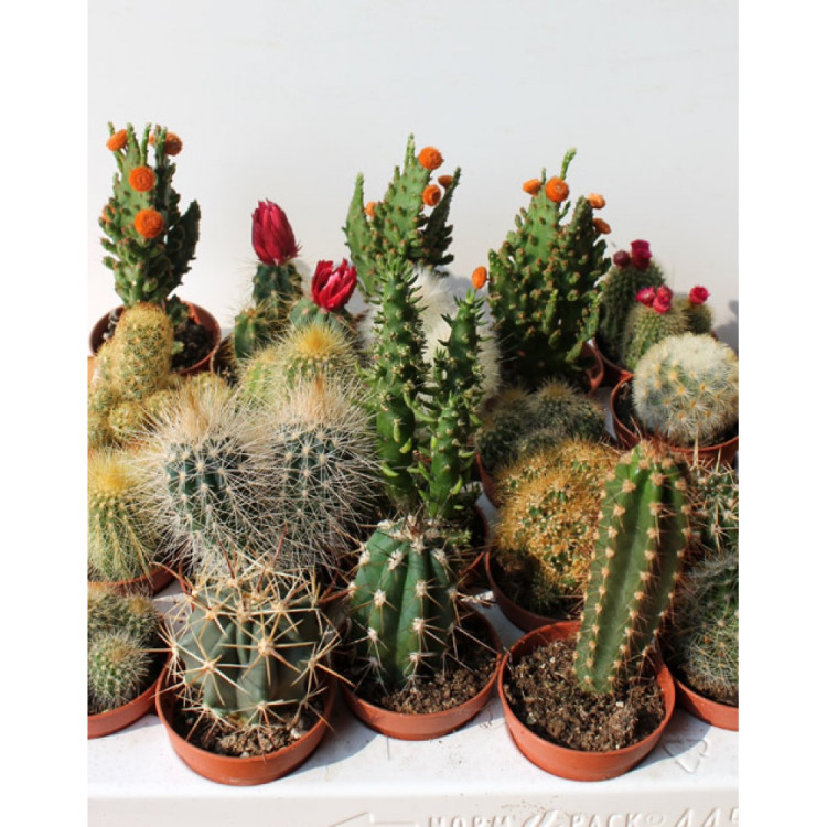 Cactus Opuntia Mix (ca8015) 508/20