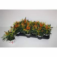 Capsicum Sal Mix 510/17