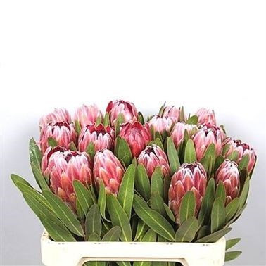 Protea Pink Ice 30sm  X5