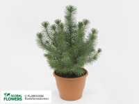 Pinus Silver Crest 17/50