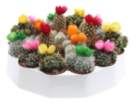 Cactus Versierd Strobloem (182)