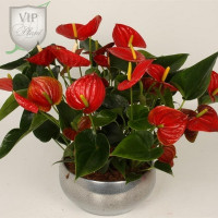 Anthurium Querida 12/45