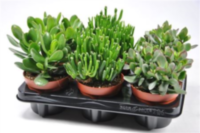 Crassula Gemengd