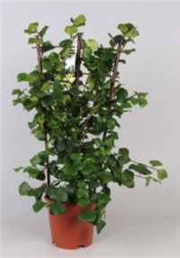 Ficus Natalensis Greenheart (grower)