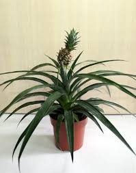 Ananas Amigo12/30