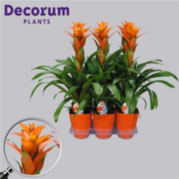 Guzmania Vista Oranje Luxe Keramiek (decorum)