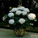 Hydrangea Wit
