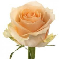 Rose Magic Avalanche 50 sm