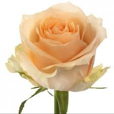 Rose Magic Avalanche 50 sm