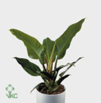 Philodendron Imperial Green