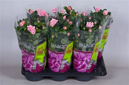 Rosa Palace Rebekah (grower)