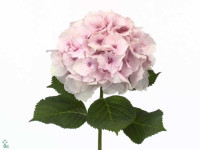 Hydr S Lolly Pop Pink X5 Holland 40 cm