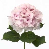 Hydr S Lolly Pop Pink X5 Holland 40 cm - NN_8o9qVOrk