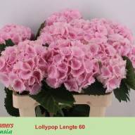 Hydr S Lolly Pop Pink X5 Holland 40 cm - 273e0ad0-1074-3893-aaa5-243038103f81
