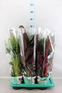 Calathea Orbifolia 14/45