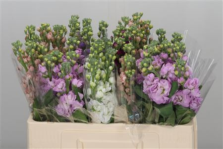 Matthiola MIX 50 smX10