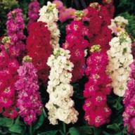 Matthiola MIX 50 smX10 - 539700-matthiola-incana-brompton-mixed-winter-mixed