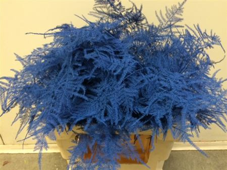 Asparagus Extra Blue 65 cm