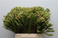 Brunia Berzelia Palacea X10