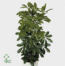 Schefflera Ar Nora  Stam 19/55