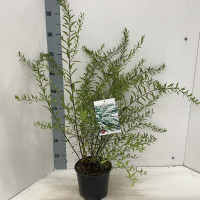 Spirea cinerea Grefsheim 19/70