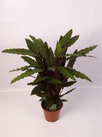 Calath Ruf Elgergrass 17/55