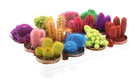 Cactus Rainbow Mix 508/12 ( 9050)