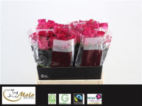 Rose Pink Rhodos 60 sm