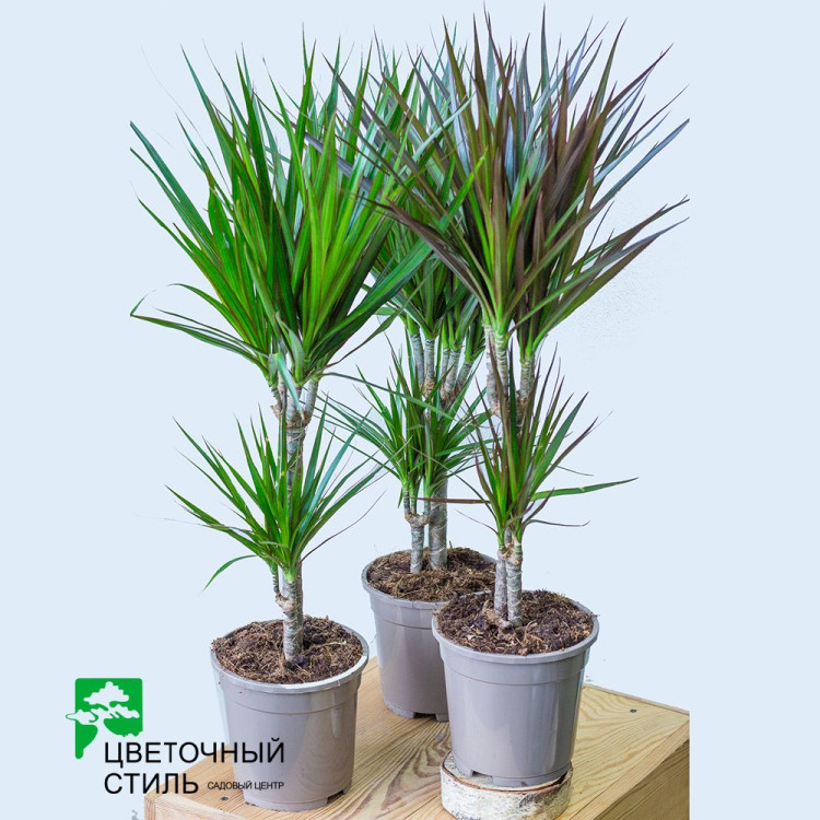 Dracaena Marginata Mix 17/80