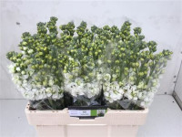 Matthiola Iron White X10