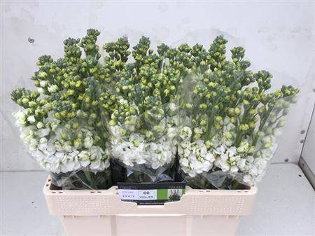 Matthiola Iron White X10