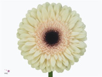 Gerbera Romella X25 Holland