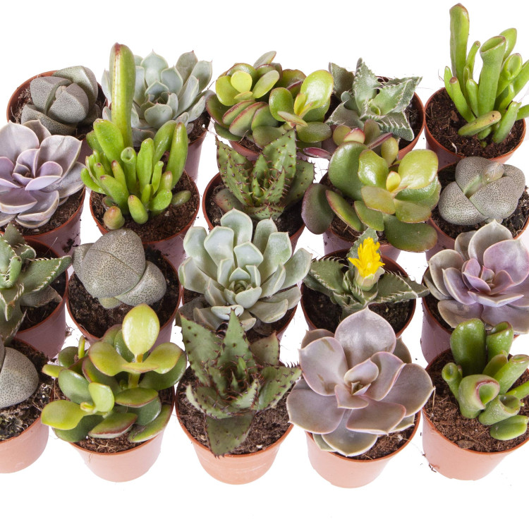 Arr Succulenten Ceramic 10/20