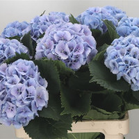 Hydr S Lolly Pop Blue X5 -35cm Holland