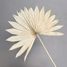 Df Palm Spear Medium Sun 45 cm Holland