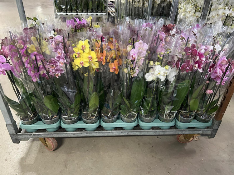 Phal 3-tak Mimesis Mix 12/60