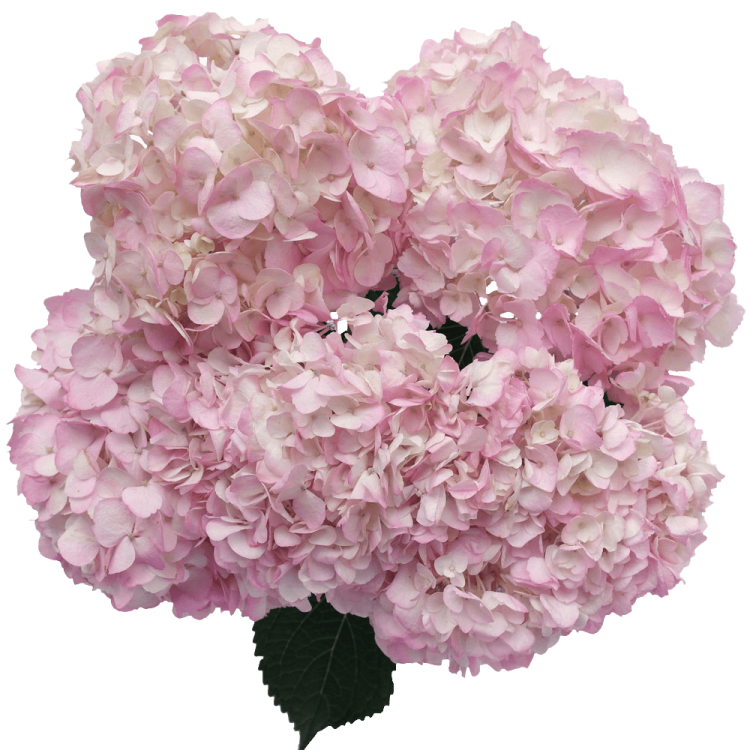 Hydr S Pink 60 sm X5