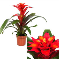Guzmania Tempo 9/20