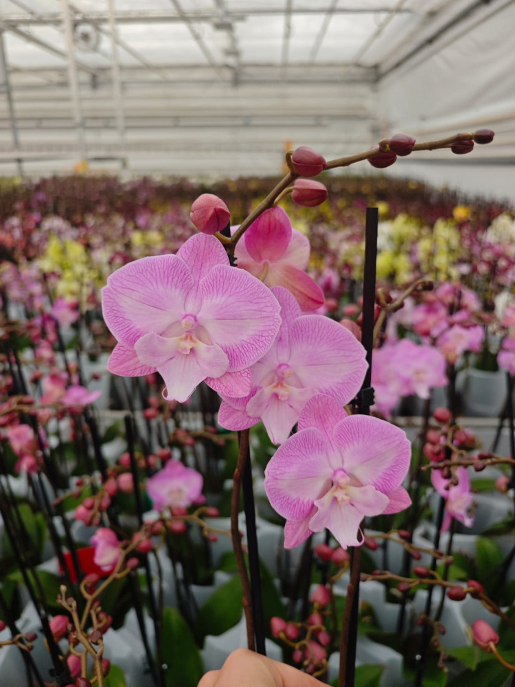 Phal 1-tak Phalaenova Light Pink 12/65