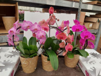 Phal Booge Mix 17/60