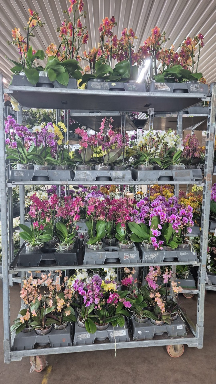 Phal A2 1/2-tak Parfum Ongestokt Mix 12/35