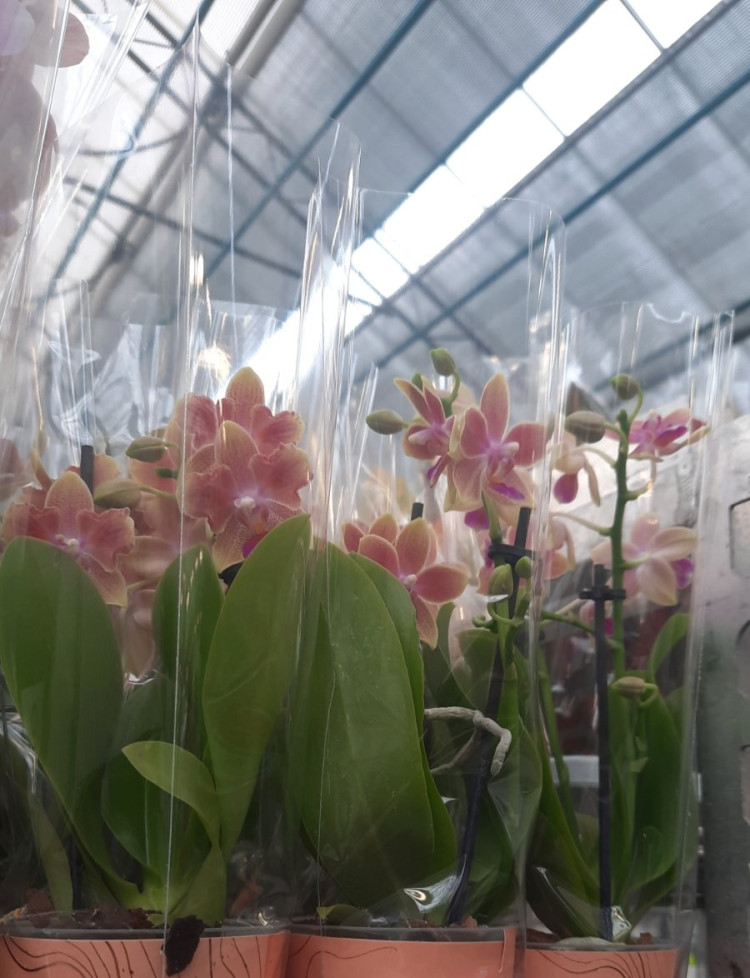 Phal 1-tak A2 VG Mix 12/75