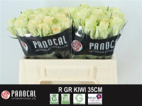 Rose Kiwi 40 sm