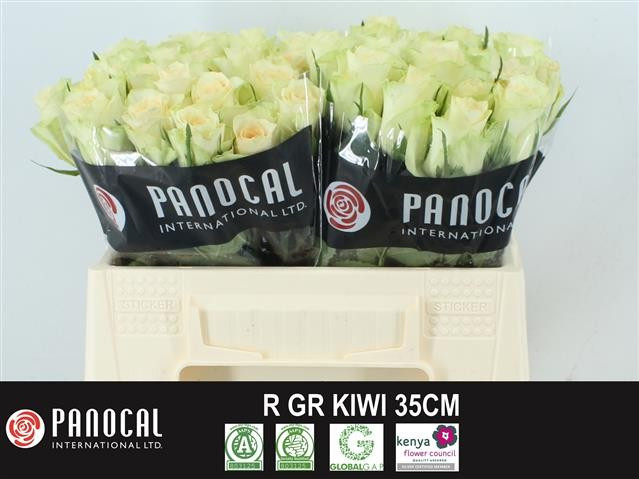 Rose Kiwi 40 sm
